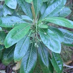 Forgesia racemosa Bois de Laurent Martin Escalloniaceae Endémique La Réunion 18-1.jpeg